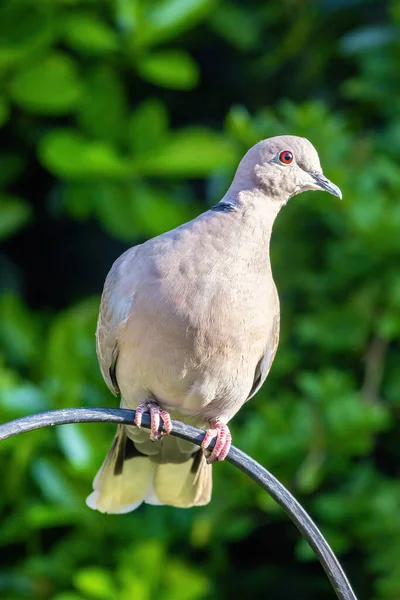 Collared Dove Streptopelia Decaocto Perched Railing Green Foliage Background Hampshire — Stock Photo, Image
