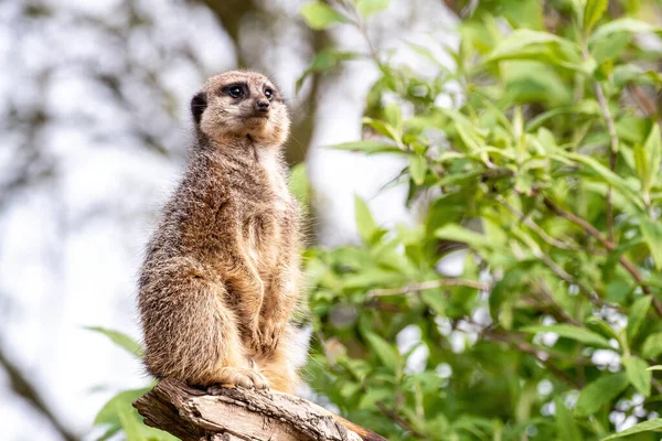 Одинокий Суриката Suricata Suricatta Охраняет Остальную Часть Труппы Зеленая Листва — стоковое фото