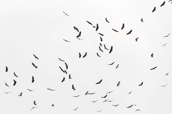マサイ マラ上空を飛行中の白い背面を持つハゲワシ ジプス アフリカナスの大規模なグループ 鳥達は 旋回して 移動して 死体から餌を与える機会を待っています — ストック写真