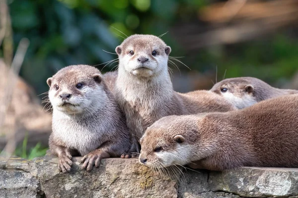 Group Four Attentive Oriental Small Clawed Otters Aonyx Cinereus Stone — Stock Photo, Image