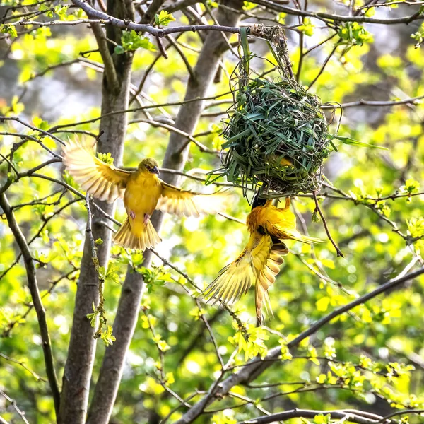 Пара Чорноволосих Або Жовтооких Ткацьких Птахів Plceus Melanocephalus Будують Гніздо — стокове фото