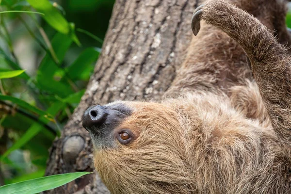 Perezoso Dos Dedos Choloepus Didactylus Colgado Árbol Esta Especie Nocturna —  Fotos de Stock