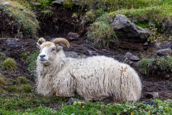 Исландская Овца Склоне Горы Выносливая Порода Славится Своей Толстой Теплой — стоковое фото