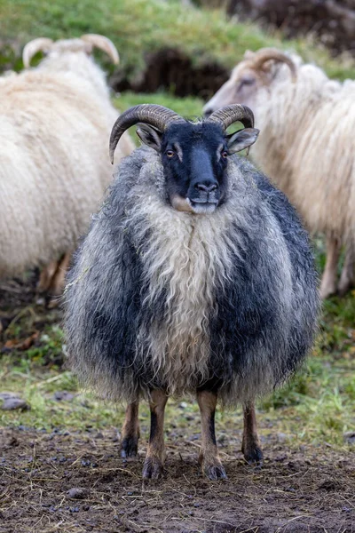 クリームと黒のコートを着たアイスランドの羊の肖像画 この古代の品種はアイスランドに特有のもので 9世紀にバイキングによって導入された動物から直接降下します — ストック写真