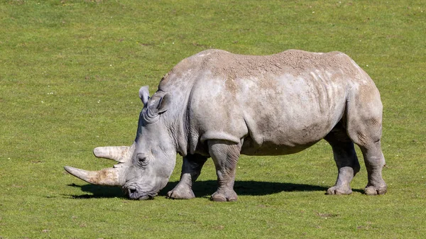 Perfil Lateral Rinoceronte Blanco Pastoreo Ceratotherium Simum También Conocido Como — Foto de Stock