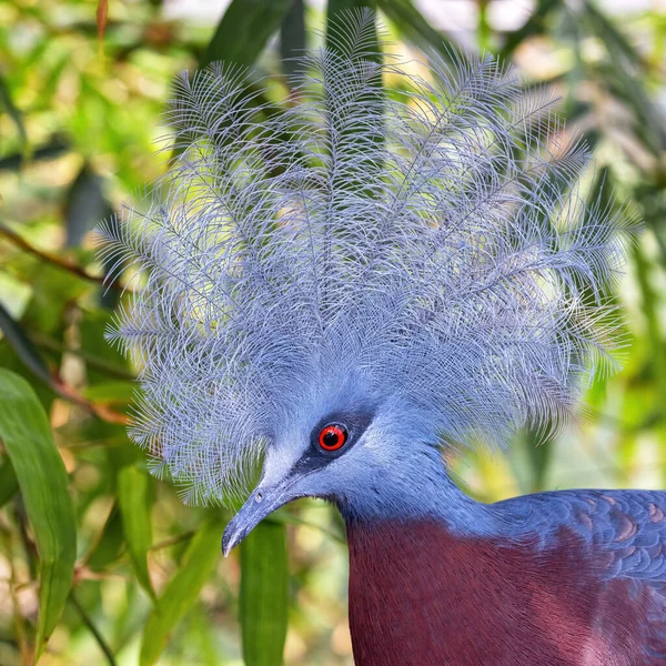 ニューギニアの低地森林からの大規模な陸生鳩であるスコラの戴冠鳩 グーラSclateriiの閉鎖 — ストック写真