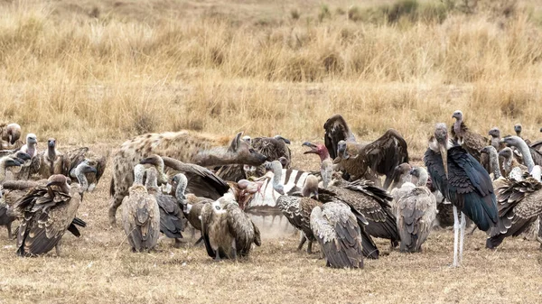 Repéré Hyène Riante Crocuta Crocuta Chasse Les Vautours Dos Blanc — Photo