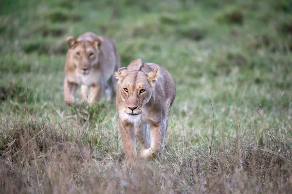 黄昏时分 两只母狮 美洲豹 在肯尼亚马赛马拉的清凉的草地上漫步 这些骄傲的动物随着天气的凉爽变得越来越活跃 — 图库照片