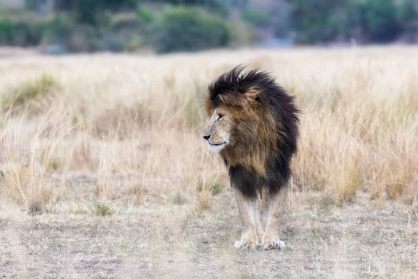 Kenya Masai Mara Nın Ünlü Baskın Aslanı Yaralı Yüz Olarak — Stok fotoğraf