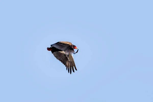 Hermoso Águila Adulta Bateleur Vuelo Sobre Masai Mara Kenia Este — Foto de Stock