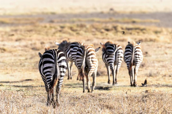 Skupina Obyčejné Zebry Equus Quagga Procházející Travinami Národního Parku Nakuru — Stock fotografie