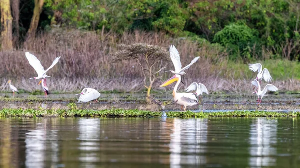 Ein Großer Weißer Pelikan Pelecanus Onocrotalus Steht Ufer Des Naivasha — Stockfoto
