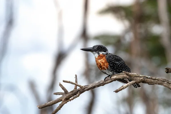 Manlig Afrikansk Gigantisk Kungsfiskare Megaceryle Maxima Uppflugen Ett Träd Över — Stockfoto