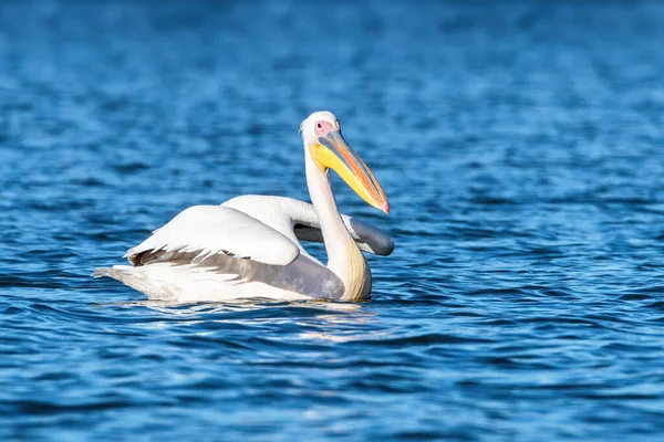 Great White Pelican Pelecanus Onocrotalus Swims Blue Waters Lake Naivasha — Stock Photo, Image