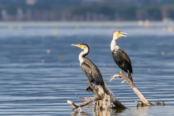 Pair Great Cormorants Phalocrocorax Carbo Perched Dead Tree Branch Lake — Stock Photo, Image