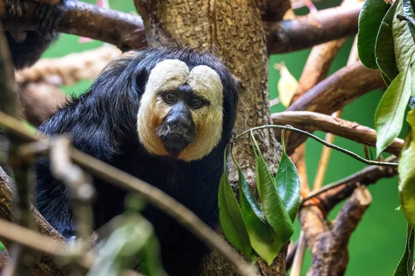 White Faced Saki Pithecia Pithecia Adult Male Indigenous Amazon Rainforest — Stock Fotó