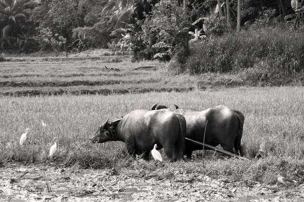 Par Búfalos Agua Aprovechados Para Trabajar Arrozal Sri Lanka — Foto de Stock