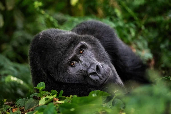 Gran Gorila Plateado Montaña Gorilla Beringei Beringei Encuentra Maleza Del —  Fotos de Stock