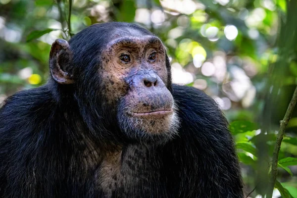 在乌干达西部Kibale国家公园的热带雨林里 成年黑猩猩 泛巨怪 公园保护计划意味着一些剧团习惯于与人交往 — 图库照片