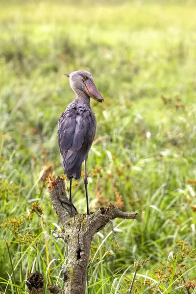 우간다 엘리자베스 공원의 나무줄기 스토크 황새이다 위기에 자랍니다 — 스톡 사진