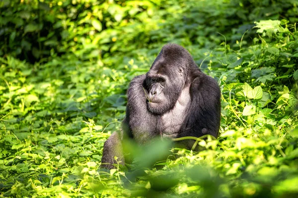 Gorila Dorsal Macho Dominante Gorila Beringei Beringei Pastando Los Exuberantes —  Fotos de Stock
