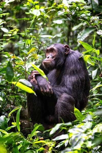 Chimpancé Adulto Trogloditas Pan Selva Tropical Del Parque Nacional Kibale —  Fotos de Stock