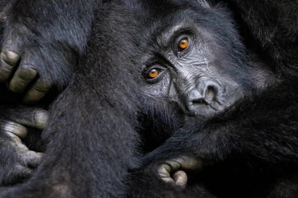Primer Plano Grupo Familiar Gorilas Montaña Gorilas Beringei Beringei Descansando —  Fotos de Stock