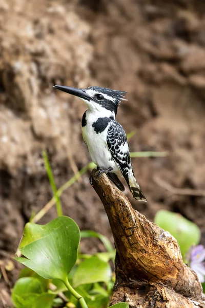 Kvinnlig Afrikansk Pied Kungsfiskare Ceryle Rudis Uppflugen Stranden Lake Edward — Stockfoto