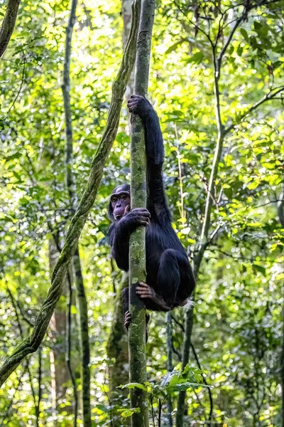 침팬지 우간다 키발레 공원의 우림을 오르는 나무입니다 프로그램은 접촉을 습관화 — 스톡 사진