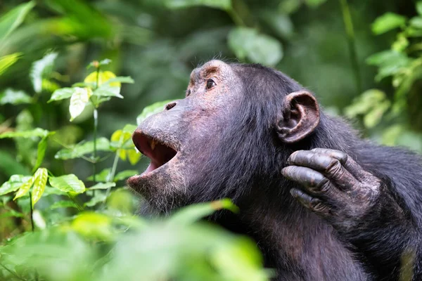 Chimpancé Aullador Trogloditas Pan Selva Tropical Del Parque Nacional Kibale —  Fotos de Stock