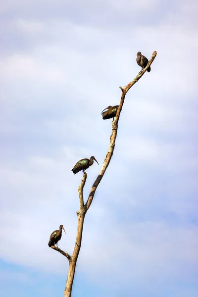 Hadada Ibis Bostrychia Hageh Сидел Мертвом Дереве Фоне Летнего Неба — стоковое фото
