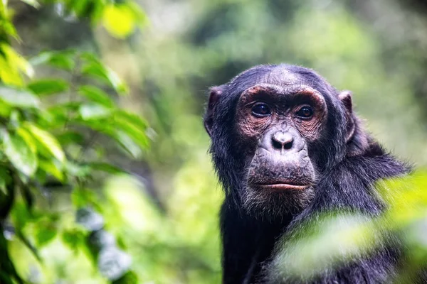 Взрослые Шимпанзе Пантроглодиты Тропических Джунглях Национального Парка Кибале Западная Уганда — стоковое фото