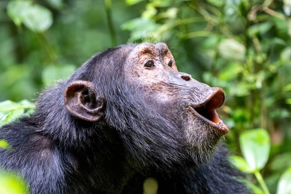 Heulende Schimpansen Pantroglodyten Tropischen Regenwald Des Kibale Nationalparks Westen Ugandas — Stockfoto