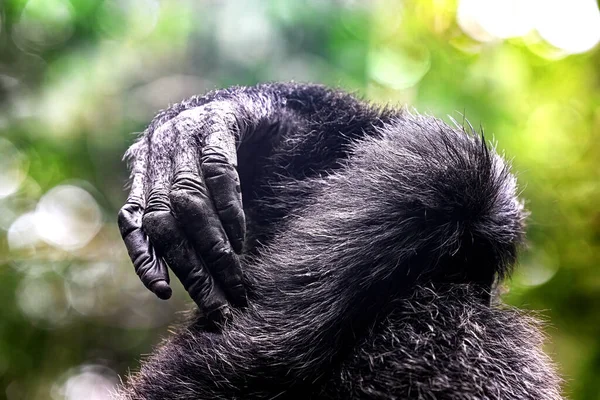 Detalle Las Manos Dos Chimpancés Pan Trolodytes Bosque Nacional Kibale —  Fotos de Stock