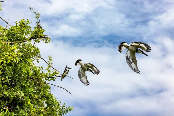 Male Female Pied Kingfishers Ceryle Rudris Perched Tree Flight Diving — ストック写真
