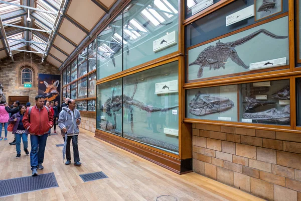 Лондон Великобритания Июня 2017 Года Посетители Могут Увидеть Окаменелости Динозавров — стоковое фото