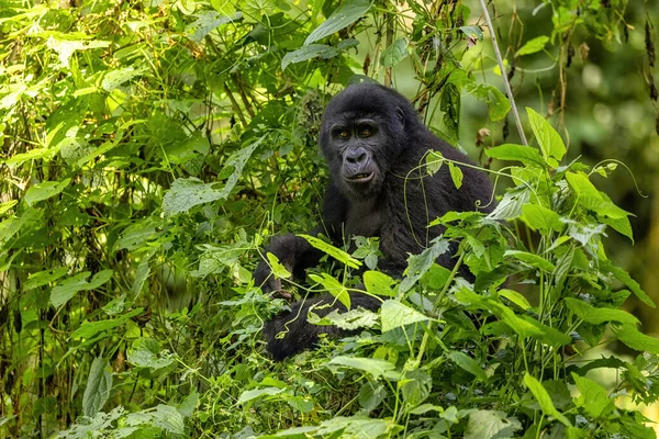 Дорослі Горили Gorilla Beringei Beringei Пишному Листі Непроникного Лісу Бвінді — стокове фото