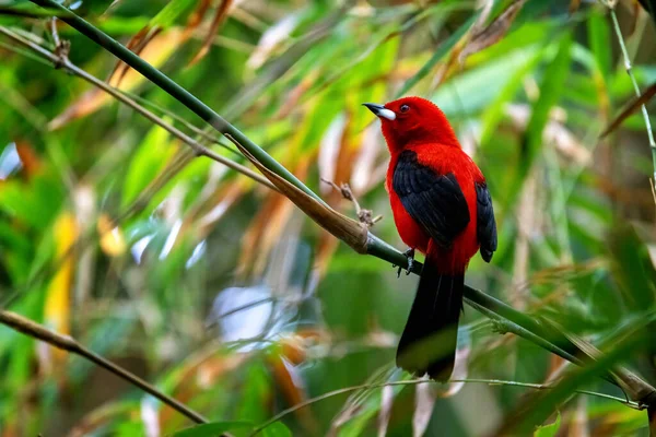 Adult Male Brazilian Tanager Ramphocelus Bresilius Perched Branch Bright Colourful — Stock Photo, Image