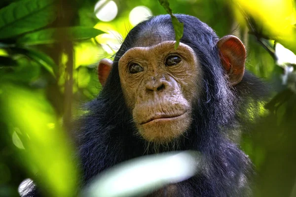 Baby Chimpanzee Pan Troglodytes Undergrowth Kibale Forest Uganda Park Conservation — 图库照片