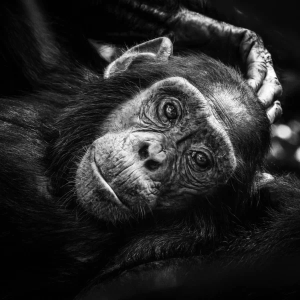 Baby Chimpanzee Pan Troglodytes Reclining Kibale Forest Uganda Park Conservation — стоковое фото