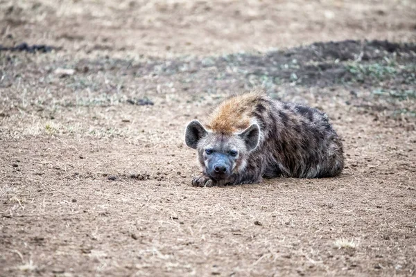 Spotted Hyena Crocuta Crocuta Resting Grasslands Masai Mara Kenya — Zdjęcie stockowe