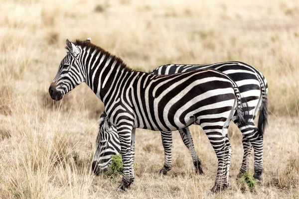 Ebenen Oder Gemeines Zebra Equus Quagga Stehen Langen Gras Der — Stockfoto