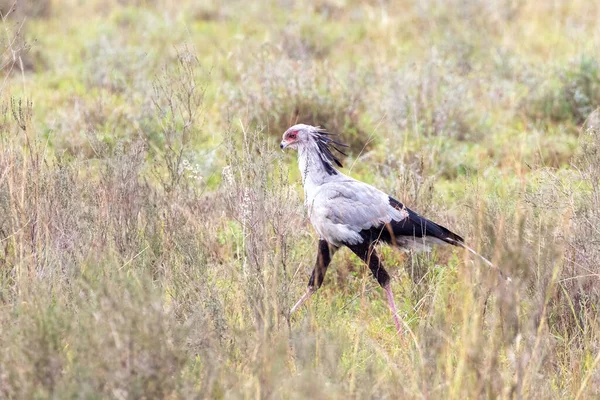 Secretarybird Sagittarius Serpentarius Walking Undergrowth Nairobi National Park Kenya — Stok fotoğraf