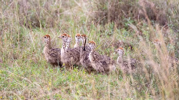 Выводка Страусиных Цыплят Струтио Камелус Спрятана Длинной Траве Национального Парка — стоковое фото