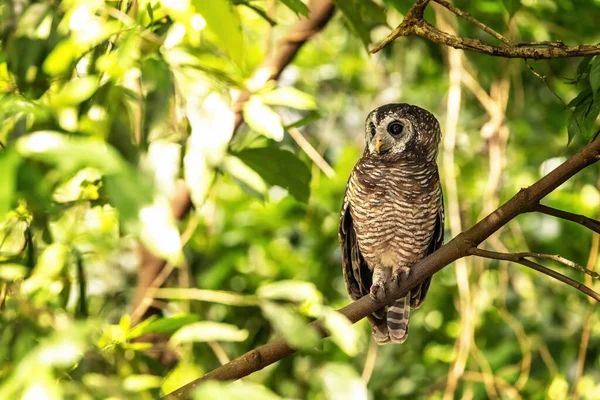 African Wood Owl Strix Woodfordii Nuchalis Perched Tree Uganda Africa — Foto de Stock