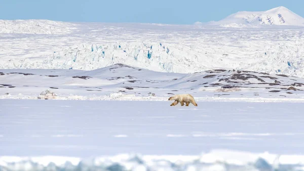 Полярний Ведмідь Ходить Тлі Снігових Гір Уздовж Краю Посту Йоіодібукта — стокове фото