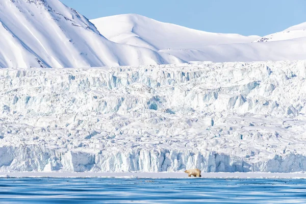 Polar Bear Går Mot Bakgrund Snöiga Berg Längs Kanten Den — Stockfoto