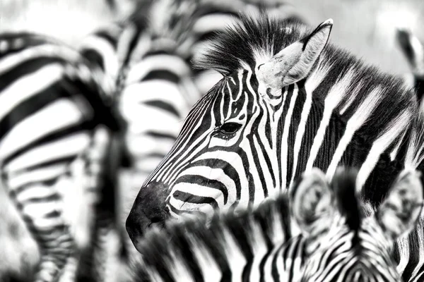 Close Face Plains Zebra Equus Quagga Herd Zebra Masai Mara — Stockfoto