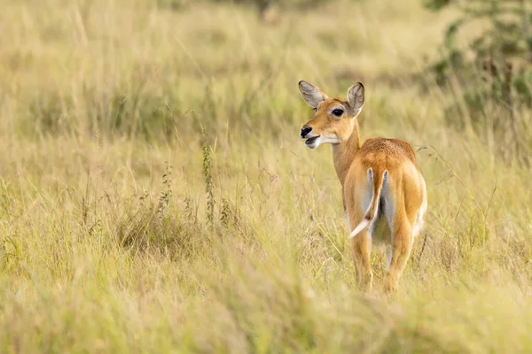 Adult Female Ugandan Kob Antelope Kobus Kob Thomasi Queen Elizabeth — Stockfoto