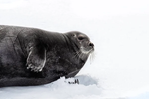 Adult Bearded Seal Erignathus Barbatus Resting Fast Ice Svalbard Norwegian — Foto Stock